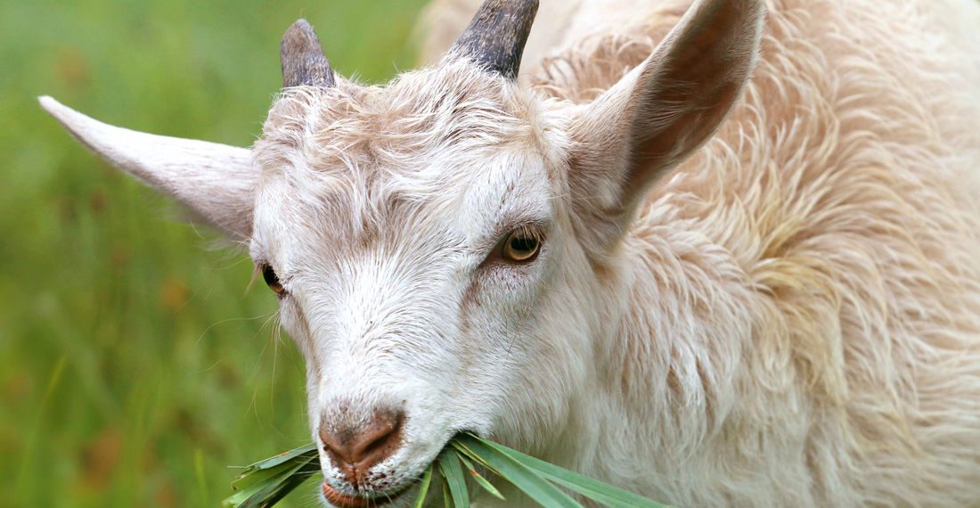 მეზობელმა უჩივლა მამაკაცს, რომელმაც მის თხასთან სექსუალური კავშირი დაამყარა