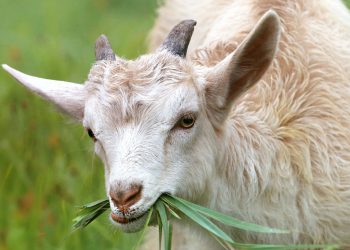 მეზობელმა უჩივლა მამაკაცს, რომელმაც მის თხასთან სექსუალური კავშირი დაამყარა