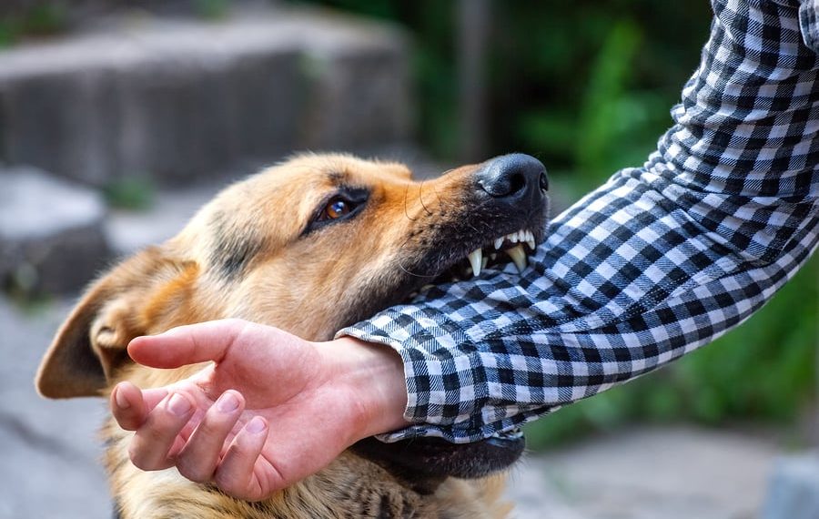 “უკვე სამს დაუდგინდა ცოფი ამიტომ არ იფუნქციონირებს ბაზარი და მუნიციპალური ტრანსპორტი..: – რა განცხადება გავრცელდა ახლახანს ?