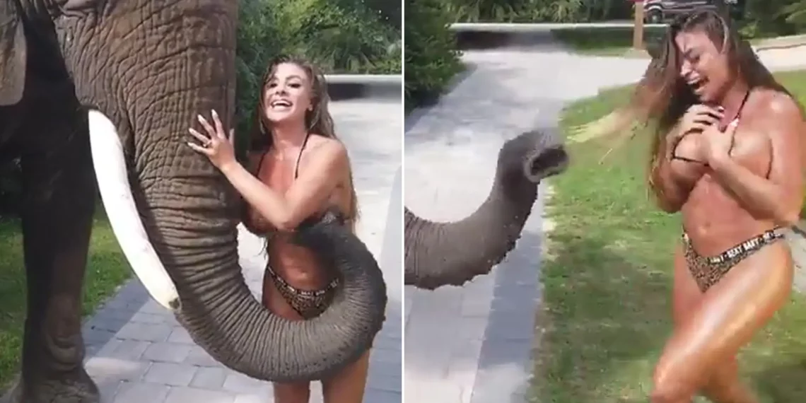 ცნობილ მოდელს სპილოსთან ფოტოს გადაღება სურდა თუმცა.. ნახეთ ვიდეო რა შეემთხვა მას