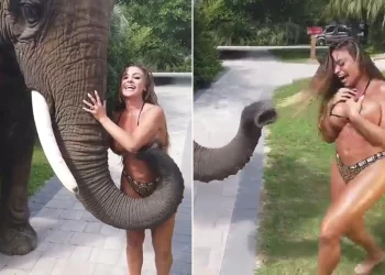 ცნობილ მოდელს სპილოსთან ფოტოს გადაღება სურდა თუმცა.. ნახეთ ვიდეო რა შეემთხვა მას