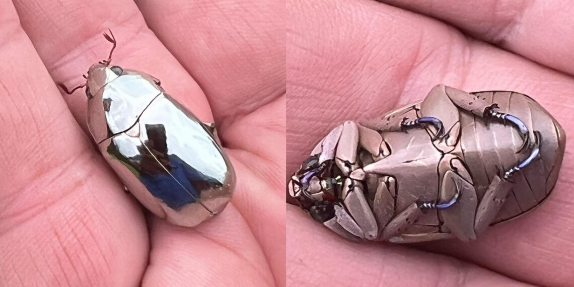 “ასეთი უცნაური ხოჭო იპოვა კაცმა..” – რა ფოტოები ვრცელდება სოციალურ ქსელში