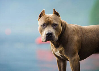 “ამიერიდან 150 ლარით დაჯარიმდებით თუ..” – მნიშვნელოვანი ინფორმაცია მათ, ვისაც ოჯახში ძაღლი ჰყავს