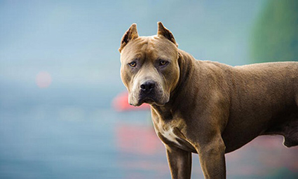 “ამიერიდან 150 ლარით დაჯარიმდებით თუ..” – მნიშვნელოვანი ინფორმაცია მათ, ვისაც ოჯახში ძაღლი ჰყავს