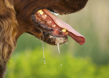 “შევეცდები, მოკლედ მოგიყვეთ რისი გარკვევაც შევძელით”– ცოფიანი ძაღლის მიერ გაკაწრულ ბავშვზე მოქალაქე პოსტს ავრცელებს