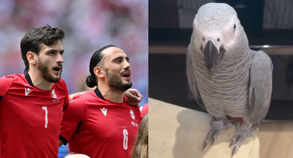 ვიდეო : “კვარა, კვარა, გოლი გაგვიტანეს”- თუთიყუში საქართველოს ნაკრებს გულშემატკივრობს