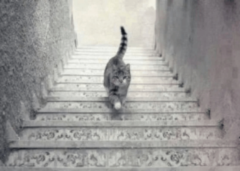 კატა კიბეზე ადის, თუ ქვემოთ ჩადის? – ოპტიკური ილუზია, რომელიც გეტყვით, ბუნებით ოპტიმისტი ხართ, თუ პესიმისტი