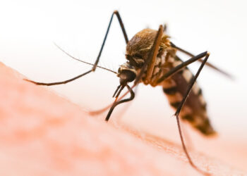 5 მიზეზი, თუ რატომ შეიძლება კოღოს ნაკბენი სასიკვდილო აღმოჩნდეს და რა უნდა გააკეთოთ, რომ ცუდი შედეგები თავიდან აიცილოთ