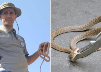 ჰერპეტოლოგი – გიურზას გავრცელების არეალებია: ლილოს და აფრიკის ტერიტორია, კრწანისი, ორთაჭალა, ფონიჭალა, ტაბახმელა, შინდისი – დედაქალაქში, გამოძახების 70% გველხოკერაზე მოდის