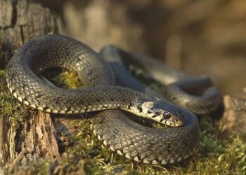 სად შეხვდებით ყველაზე მეტ გველს დედაქალაქში და როგორ მოვიქცეთ მსგავს ასეთ დროს – ჰერპეტოლოგი რჩევებს გვიზიარებს