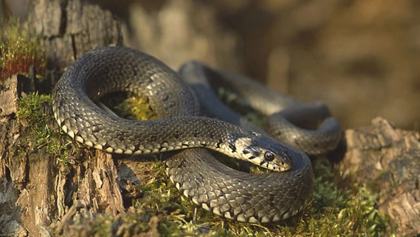 სად შეხვდებით ყველაზე მეტ გველს დედაქალაქში და როგორ მოვიქცეთ მსგავს ასეთ დროს – ჰერპეტოლოგი რჩევებს გვიზიარებს