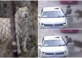 ტრაგიკული შემთხვევა ჩინეთის ზოოპარკში – ვეფხვის თავდასხმას ემსხვერპლა ქალი, რომელიც საკუთარი ავტომობილიდან გადავიდა