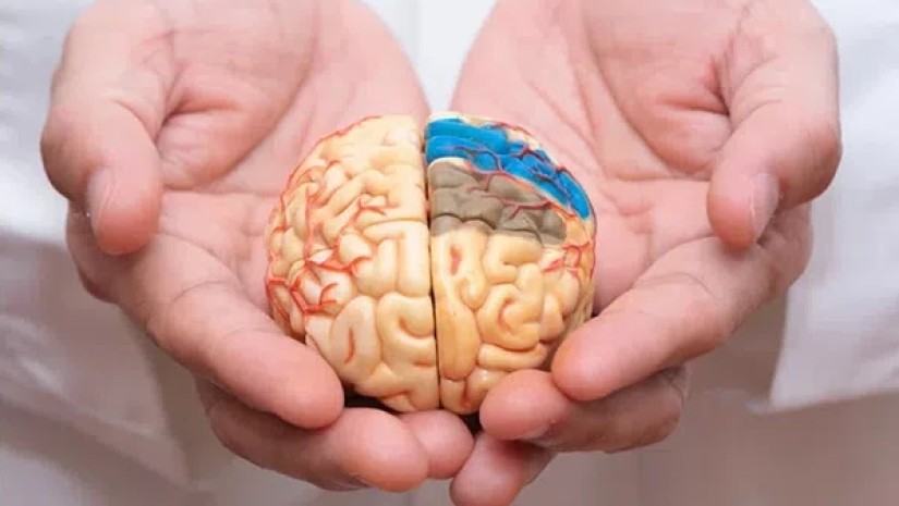 გამოვლინდა ასაკი, რომლის შემდეგაც იწყება ტვინის დაბერება