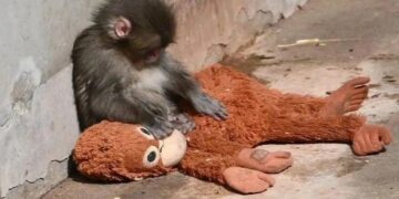 მაკაკა პანჩის შესახებ ახალი ინფორმაცია ვრცელდება