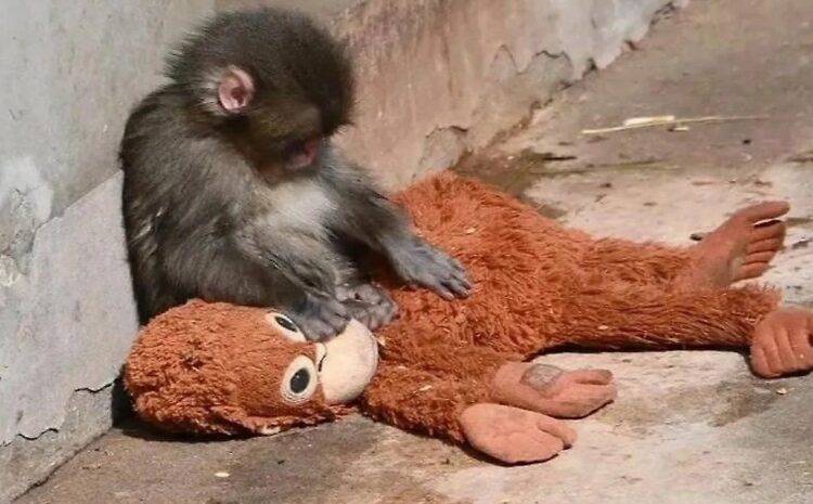 მაკაკა პანჩის შესახებ ახალი ინფორმაცია ვრცელდება