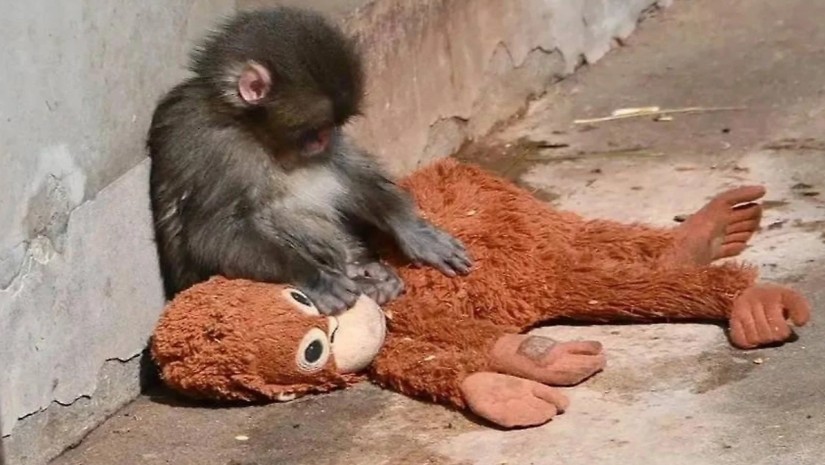 მაკაკა პანჩის შესახებ ახალი ინფორმაცია ვრცელდება