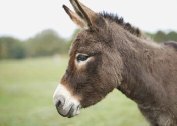 „დახსნა არ არსებობს…“ – რა ემართება ადამიანს, რომელსაც ვირის ტვინი აჭამეს
