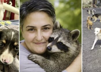 “სესხით ააშენა თავშესაფარი…უამრავ ძაღლს აპურებდა ტრასაზე…“ – ავარიაში დაღუპული ქალი ენოტი “ცაცუნას” პატრონი იყო