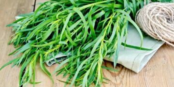 რატომ არ უნდა მივირთვათ ტარხუნა ცოცხლად – ექიმის განმარტება