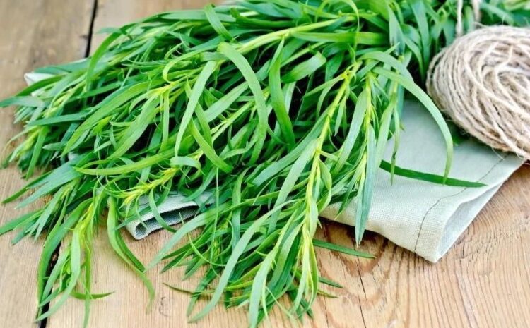 რატომ არ უნდა მივირთვათ ტარხუნა ცოცხლად – ექიმის განმარტება